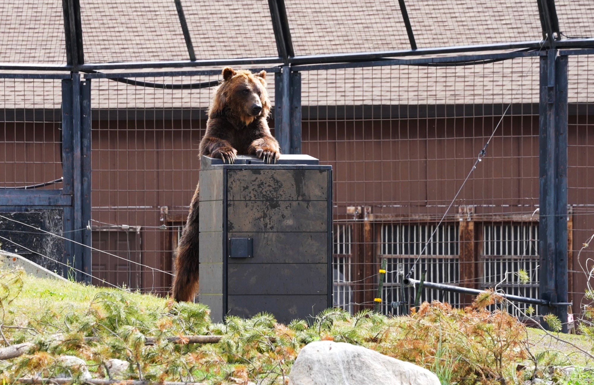 From Rats to Bears