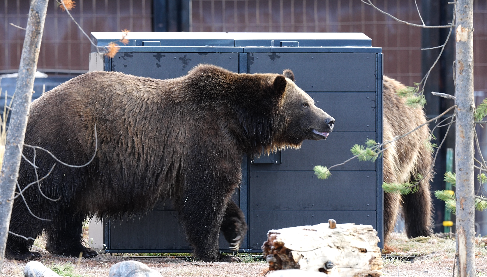 Bear Facts
